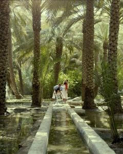 Beach Garden