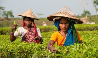 Bengali Tea