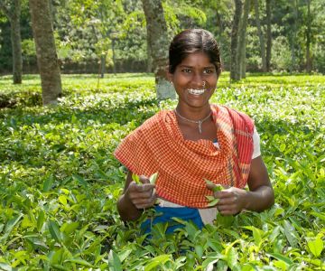 Bengali Tea