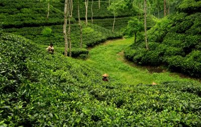 Bengali Tea