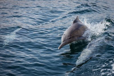 Diving in Oman