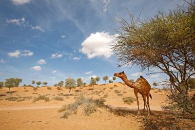 Dubai's Best Beaches