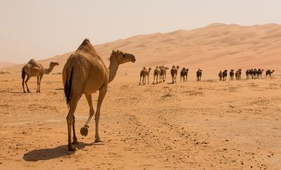 Dubai's Best Beaches