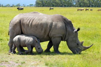 From VicFalls to Okavango