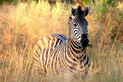 From VicFalls to Okavango