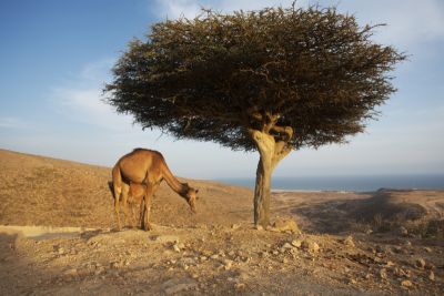 Golf in Oman