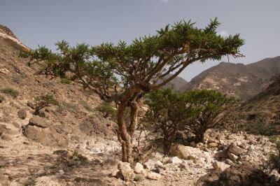 Golf in Oman