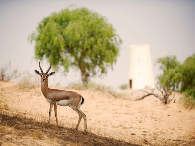 In Abu Dhabi's Heart