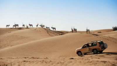 Incredible Dune Oasis