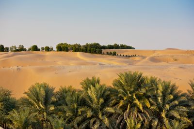 Incredible Dune Oasis