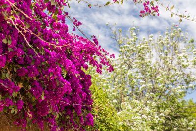 Jasmine Enchantment