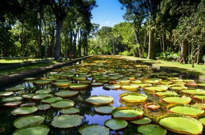 Pearl of Mauritius