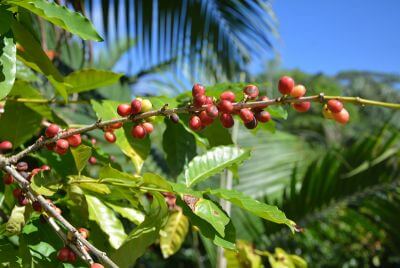 Pearl of Mauritius