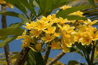 Plumeria Fragrance