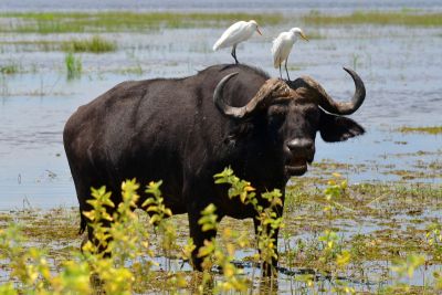 Safari with Rhinoes