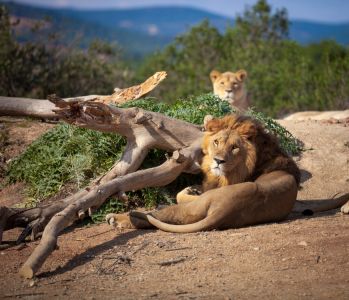 Safari with Rhinoes