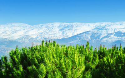 Skiing in Lebanon