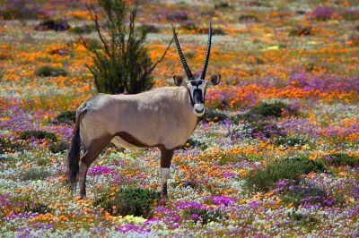 Stars of South Africa