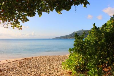 Under the Coconut Trees